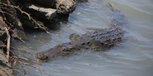 Crocodile on the shores of Kokwa Island in the flooded Lake Baringo.