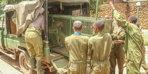 KWS officers securing a leopard in a cage.