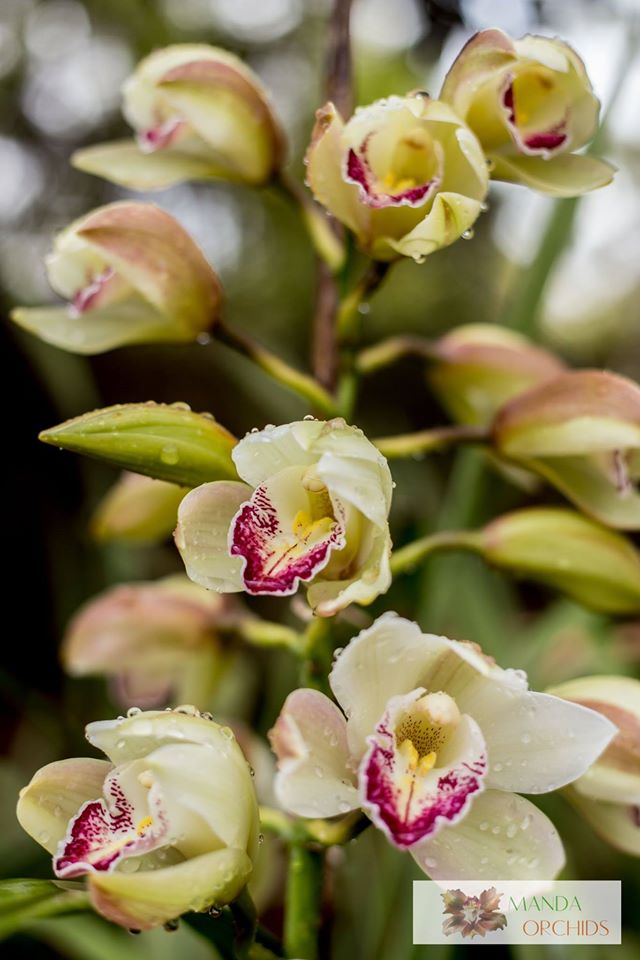 Cymbidium orchids produced by Manda orchids.