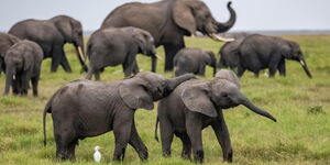 A heard of elephants in Kenya