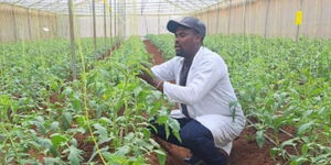 An image of William Macharia attending to his crops at his greenhouse farm in Rwanda