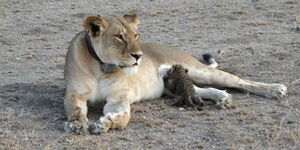 A lioness and cub.