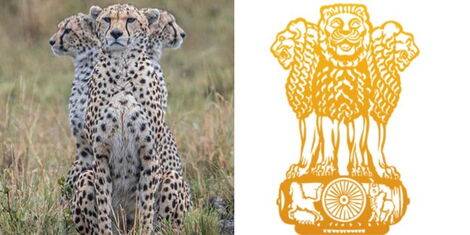 A collage of three cheetahs facing different directions captured by Paul Goldstein at the Masai Mara National Park in 2022 (left) and the Indian National Emblem (left)