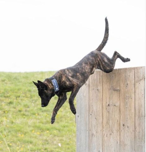 A dog participates in training at Svalinn ranch in Montana.