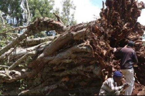 A fallen mugumo tree