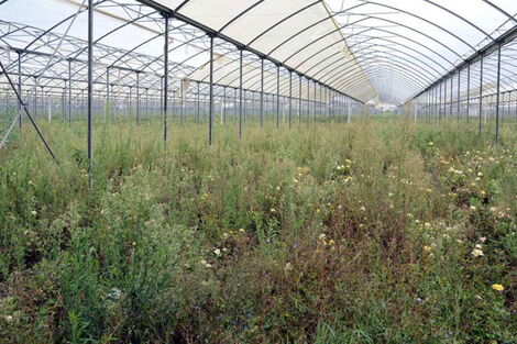 A deserted flower farm at Karuturi, Naivasha spotted on March 6, 2018.