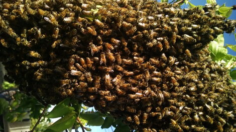 A swarm of bees on a tree branch