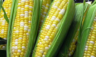 Image of GMO maize corn