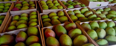 Mangoes packed for sale