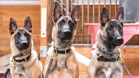 Three dogs trained by Slavinn Working Dogs in Montana Texas