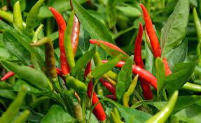 File Photo of chilli farming in Kenya