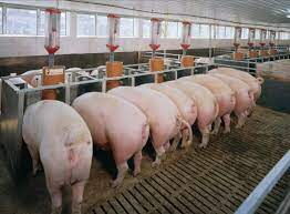 Piglets feeding inside a pig parlor.