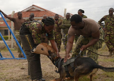 File image of a Kenya Police dog.