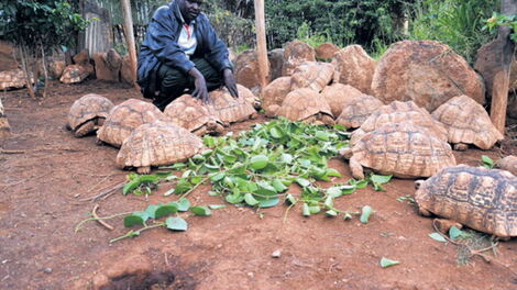 A farmer pictured feeding his tortoise.The business is considered to be lucrative in Kenya