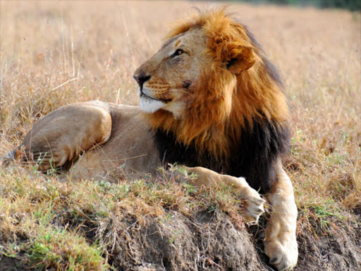 A man was mauled by a stray lion on Monday, December 9 in Ongata Rongai, Kajiado County.
