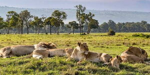 A pride of lions at Maasai Mara Game Reserve