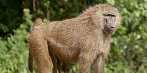 A baboon at a national park