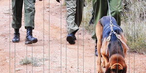 Police sniffer dog following a trail with officers in tow