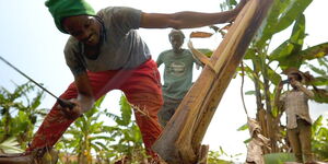 A worker at TEXFAD LTD cuts down a banana stem that will be processed and used for different purposes like making rugs