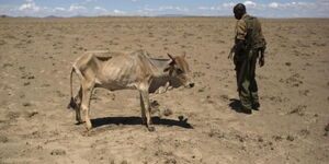 A file image of a security officer staring at a cow that has been overwhelmed by hunger. 