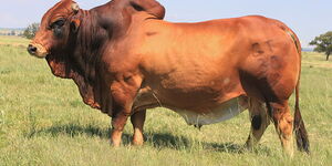 A boran bull.