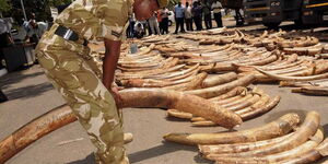 A Kenya Wildlife Service Officer inspecting seized ivory.