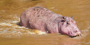 A Pink Hippo pictured in the Mara River. Will and Matt Burrard-Lucas.