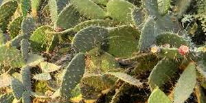 A cactus plantation