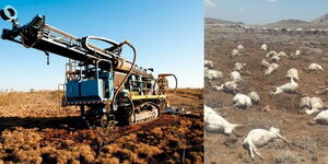 A collage image showing an oil drilling machine and goats that died after consuming poisonous water in Marsabit