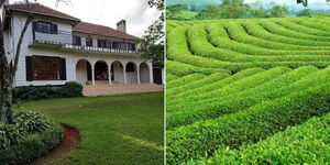 A collage of a mansion (left) and a tea plantation in Tigoni Kiambu County (right)