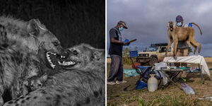 A collage of two hyenas and a cub at the Masai Mara National Reserve (left) and researchers collecting samples from a baboon at the Amboseli National Park (right)