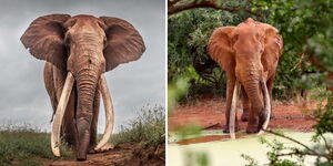 A collage of Lugard, one of Kenya's Super Tuskers, at the Tsavo West National Park