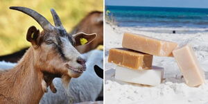 A collage of a goat and bars of soap made from goat milk by Katya naturals
