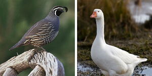 A collage of a quail and a goose