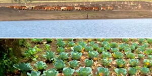 A collage of a water body and cabbages on the farm in Nairegi Ankare Narok county