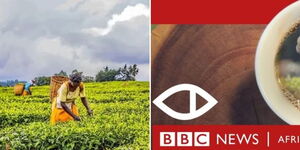 A collage of employees at a tea farm in Kenya (left) and the poster for the investigative documentary by BBC Africa Eye, titled “Sex for Work The True Cost of Our Tea.” (left)