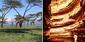A collage of giraffes at the Crescent Island and the Ol Njorowa gorges in Naivasha
