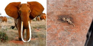 A collage of renown elephant Dida when alive and her carcass at the Tsavo National Park .jpg