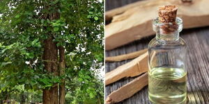 A collage of sandalwood tree (left) and oil extracted from the tree (right)