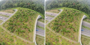 A collage of the sample wildlife overpass to be constructed