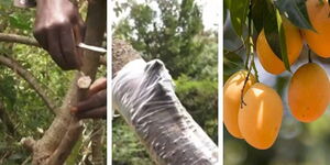 A collage of the top woking process as demonstrated by Boniface Otieno and yielded mango fruits.jpg