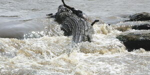 A crocodile pictured in a river.