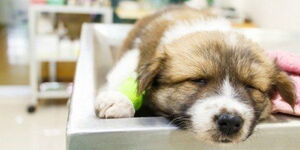 A dog undergoing medical examination.