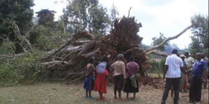 A fallen mugumo tree