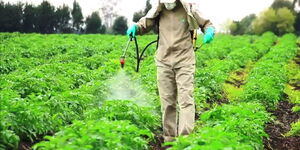 A farmer spraying pesticide on crops.