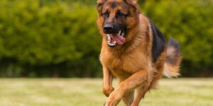 A german shepherd dog - Hector was a whole mood by himself.