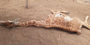 A giraffe at Sabuli conservancy that succumbed to the mysterious skin condition 