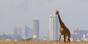 A giraffe towers over the Nairobi National Park.