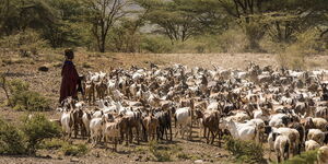 A goat herder looking after his her in Turkana County