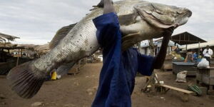 A man carries an 80-kilogram Nile Perch caught in Lake Victoria.